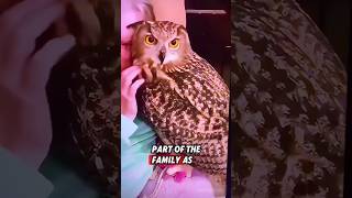 This orphaned owl was rescued by a kind man who raised it until it recovered rescue owl [upl. by Attecnoc]