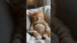 funny cute animals funny cute pets kitten viralvideo animallover petlovers shorts meow [upl. by Yleek726]