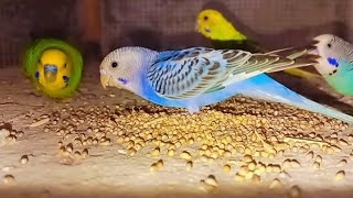 my australian parrot eating seeds [upl. by Ruperto]