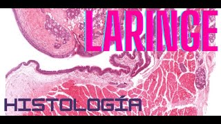 Histología de Laringe [upl. by Okuy256]