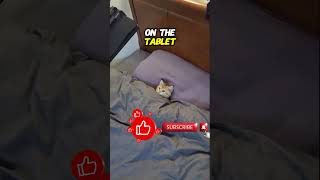 📱 Cat Falls Asleep Watching SpongeBob on Tablet 💤 Does Your Pet Watch Cartoons Too shorts [upl. by Ydaf]