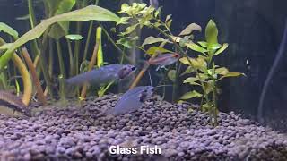 Planted tank with tetra and barb fish [upl. by Persian123]