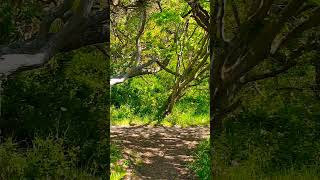 Kullaberg en liten promenad i närområdet med min kamera larssvendsen fotolasse kullaberg [upl. by Beitnes520]