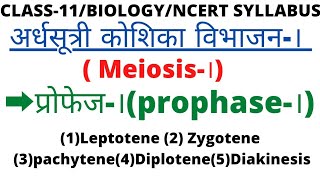 कक्षा11अर्धसूत्री विभाजन।meiosis।प्रोफेज।prophase। एवं इसकी अलगअलग अवस्थाएं [upl. by Aitnauq652]