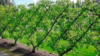 One Way to Espalier your Fruit Trees [upl. by Bethina806]