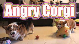 Corgi vs Corgi  Fight Complete Collection [upl. by Jacobson467]