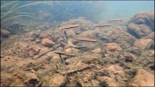 Rasbora einthovenii Brilliant Rasbora in natural habitat [upl. by Neirbo635]