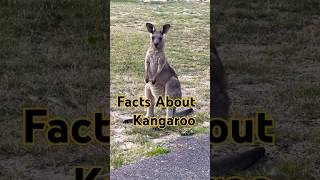 Best fact of kangaroos by fact and techshortfact animals kangaroofacts [upl. by Gaylene]