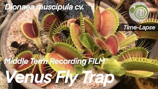 Giant Venus Fly Trap Growth over 3 Weeks  time lapse  Carnivorous Plants  Dionaea Venus Flytrap [upl. by Allbee]