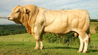 Blonde daquitaine bulls [upl. by Rosemonde694]