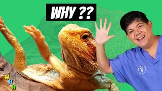 WHY Does Your Bearded Dragon Wave His Arm Ask a REPTILE VET  Hint  Its NOT What You Think [upl. by Spiros]