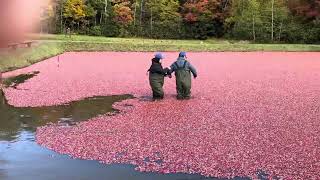 Muskoka cranberry plunge [upl. by Pooi73]