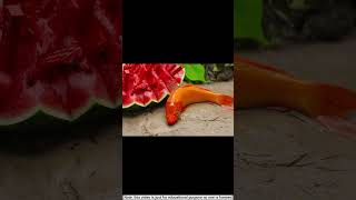 frog do farming and fish eat his watermelon shorts stopmotion [upl. by Charissa581]