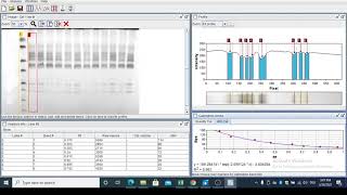 SDSPAGE Quantification Simple way Gel analyzer [upl. by Maher]