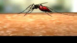 Ciclo de vida Aedes Aegypti [upl. by Shanleigh]