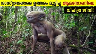 Amazon വനത്തിലെ വിചിത്ര ജീവികൾ😱 Strange Creatures In Amazon Rainforest  Storify [upl. by Aneekas]