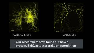 Timelapse microscopy helps reveal brake mechanism in bacterial lifecycle [upl. by Alves]