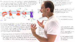 Introduction to Oxidative Phosphorylation [upl. by Yc510]