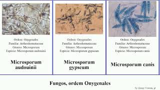 Fungos ordem Onygenales apis fungus canis chartarum Microsporum Ascosphaera Trichophyton Jesse [upl. by Andrey789]