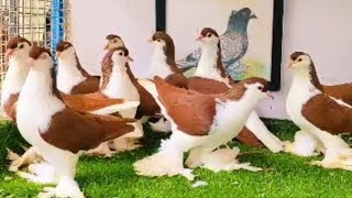 Fancy Kabootar Special  Fancy Pigeon Loft Indian Fantail  Kerala Fancy Kabootar [upl. by Ardnikal]