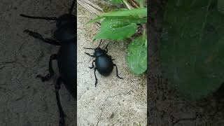 Just pootling along  a splendid little Bloodynosed beetle [upl. by Venuti406]