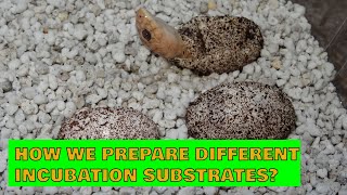 How we prepare different incubation substrates [upl. by Harvey]