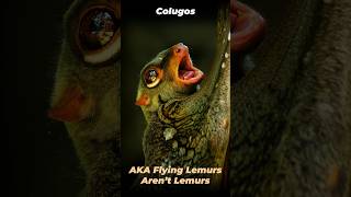 Amazing Facts About Flying Lemurs  The Colugo ytshorts shortvideo shorts [upl. by Leikeze449]