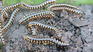 Harpaphe haydeniana commonly known as the yellowspotted millipede [upl. by Hartmann]