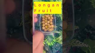 Longan fruit shorts longanfruit fruitsname [upl. by Anaoj]