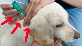 How to put Frontline flea medication on your dog 2022 [upl. by Cirone]