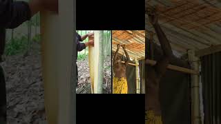 Cassia vs Ceylon shorts agriculturejobs agriculture [upl. by Minica]