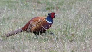 Pheasant [upl. by Araht]