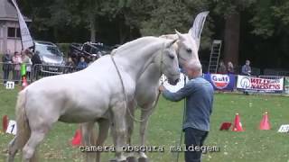 3323 Paardenfluisteraar op paardenevenement 2017 quotMaldegem ment voor Eye HopequotPAARD1 [upl. by Myers]