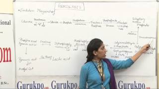 Glycolysis LectureBsc Msc by Priya Rathore [upl. by Missy]