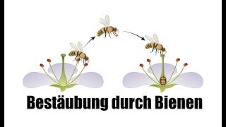 Bestäubung durch Bienen  Einfach für Kinder erklärt [upl. by Giguere]