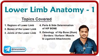 Lower Limb Anatomy  Osteology of the Hip Bone 🦴🦵 [upl. by Eetnod]