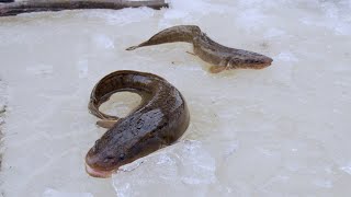 Matikka Burbot American Finlander Lobster  Official Trailer [upl. by Fitzgerald205]