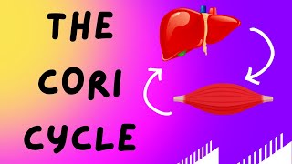 Biochemistry Help The Cori Cycle Lactic Acid Cycle [upl. by Jess]