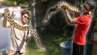 Venomous Snake Training with Gigantic Rattlesnakes [upl. by Dowski]