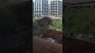 The incredible life of kestrels A journey inside the nest shorts kestrels naturebirds [upl. by Korwun]