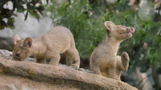 Fossa Pups Frolic amp Play [upl. by Crockett117]