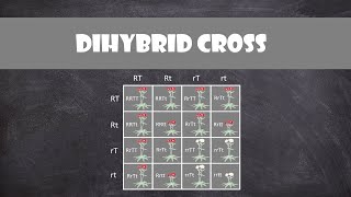 Dihybrid Cross  Genetics [upl. by Sauer]