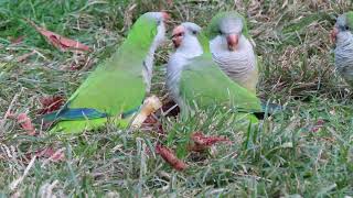 Wild Monk Parakeets Eating an Apple [upl. by Klayman]