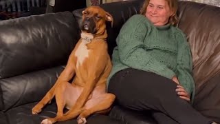 When your dogs are your last two brain cells 🤣 Funniest Dog and Human [upl. by Nisior]