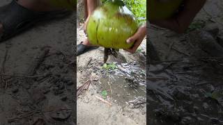 Best Coconut Fishing Trap By Pond Fishing shorts [upl. by Intosh34]