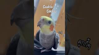 Cutie Cockatiel singing Cookie Cookie Song [upl. by Nimajeb]