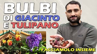 PIANTARE I BULBI DI GIACINTO E TULIPANO [upl. by Dylan]