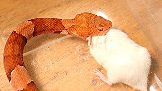 Copperhead Pit Viper Bit This Mouse On The Face Must See [upl. by Aland]