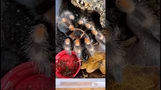 Brachypelma hamorii  Red Knee Tarantula [upl. by Anirret584]