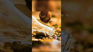 The snail drank half the pool in one gulpanimation funny cartoon history [upl. by Bogart]